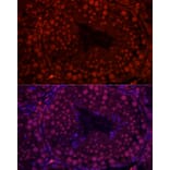 Immunofluorescence - Anti-RBMY1A1 Antibody (A308659) - Antibodies.com