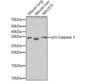 Western Blot - Anti-Caspase-3 Antibody [ARC0133] (A308661) - Antibodies.com