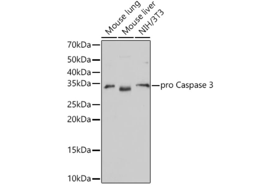 Western Blot - Anti-Caspase-3 Antibody [ARC0133] (A308661) - Antibodies.com