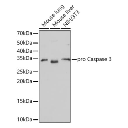 Western Blot - Anti-Caspase-3 Antibody [ARC0133] (A308661) - Antibodies.com