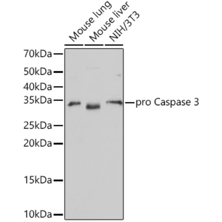 Western Blot - Anti-Caspase-3 Antibody [ARC0133] (A308661) - Antibodies.com