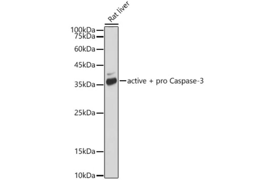 Western Blot - Anti-Caspase-3 Antibody [ARC0133] (A308661) - Antibodies.com
