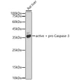 Western Blot - Anti-Caspase-3 Antibody [ARC0133] (A308661) - Antibodies.com