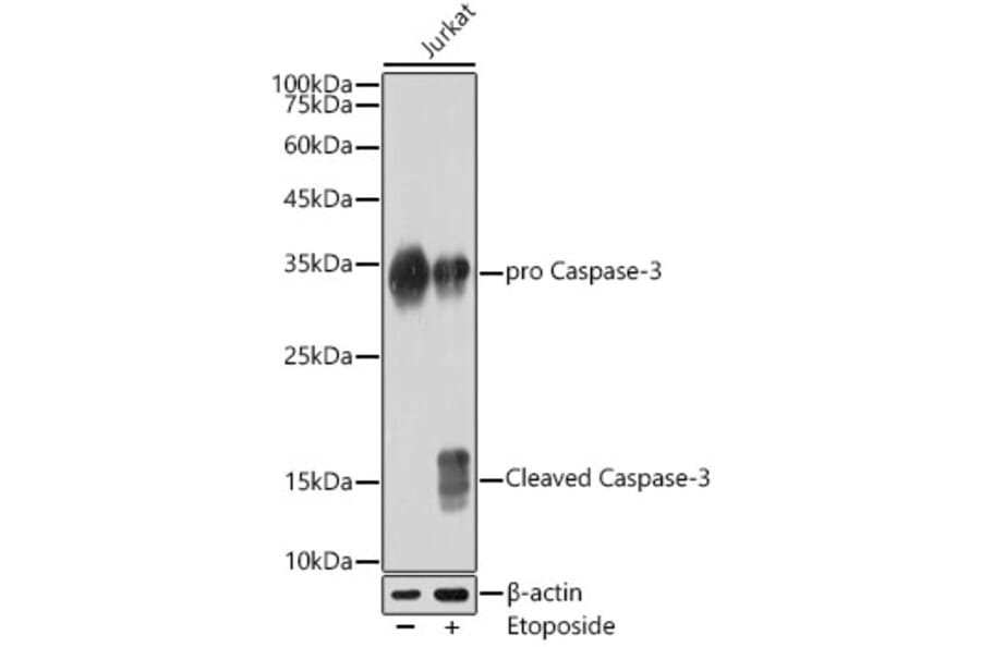 Western Blot - Anti-Caspase-3 Antibody [ARC0133] (A308661) - Antibodies.com