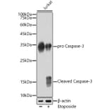 Western Blot - Anti-Caspase-3 Antibody [ARC0133] (A308661) - Antibodies.com