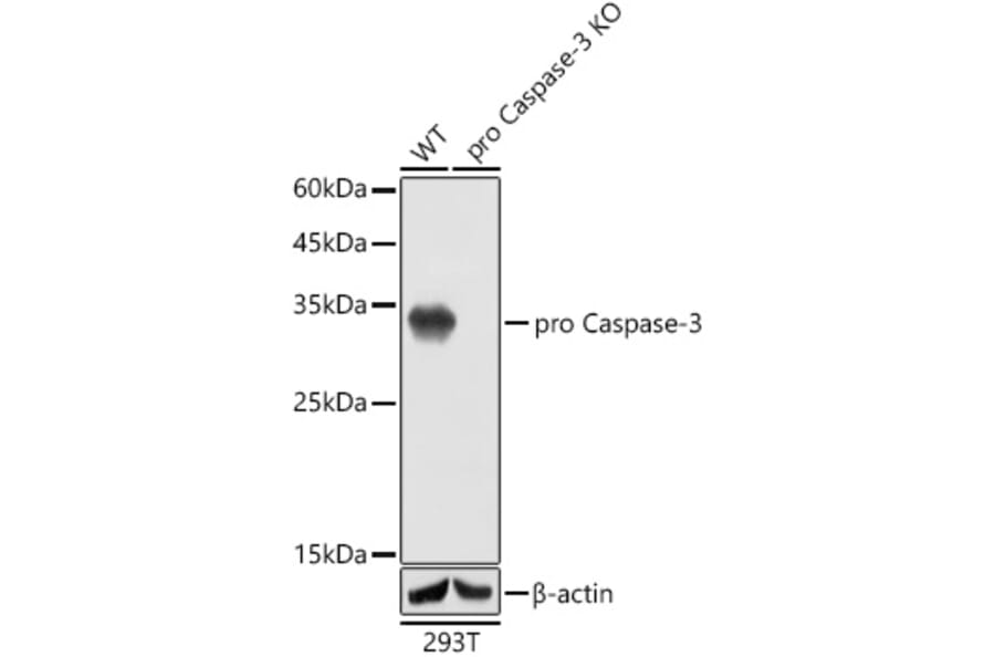 Western Blot - Anti-Caspase-3 Antibody [ARC0133] (A308661) - Antibodies.com