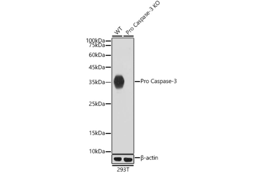 Western Blot - Anti-Caspase-3 Antibody [ARC0133] (A308661) - Antibodies.com