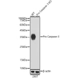 Western Blot - Anti-Caspase-3 Antibody [ARC0133] (A308661) - Antibodies.com