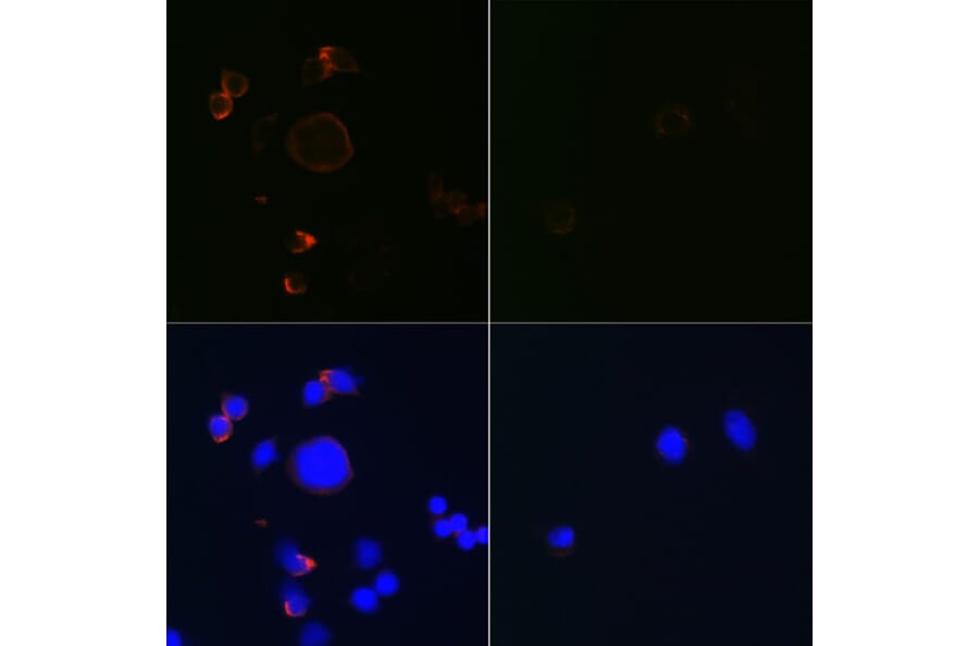 Immunofluorescence - Anti-Caspase-3 Antibody [ARC0133] (A308661) - Antibodies.com