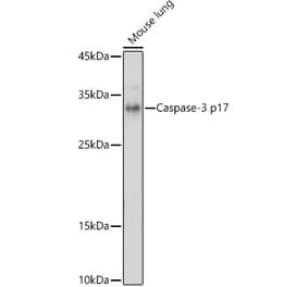 Western Blot - Anti-Caspase-3 Antibody (A308662) - Antibodies.com