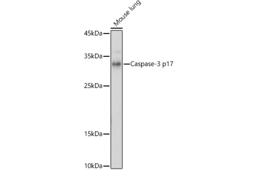 Western Blot - Anti-Caspase-3 Antibody (A308662) - Antibodies.com