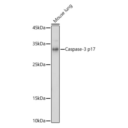 Western Blot - Anti-Caspase-3 Antibody (A308662) - Antibodies.com