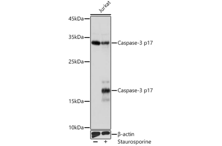 Western Blot - Anti-Caspase-3 Antibody (A308662) - Antibodies.com