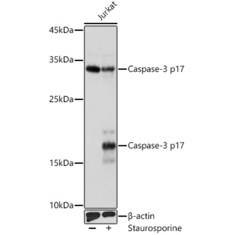Western Blot - Anti-Caspase-3 Antibody (A308662) - Antibodies.com