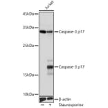 Western Blot - Anti-Caspase-3 Antibody (A308662) - Antibodies.com