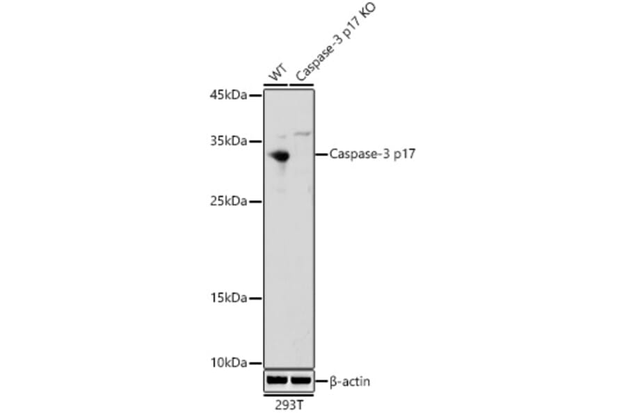 Western Blot - Anti-Caspase-3 Antibody (A308662) - Antibodies.com