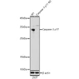 Western Blot - Anti-Caspase-3 Antibody (A308662) - Antibodies.com