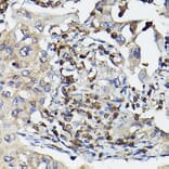 Immunohistochemistry - Anti-Caspase-3 Antibody (A308662) - Antibodies.com