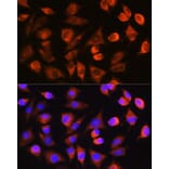 Immunofluorescence - Anti-Caspase-3 Antibody (A308662) - Antibodies.com
