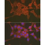 Immunofluorescence - Anti-Caspase-3 Antibody (A308662) - Antibodies.com