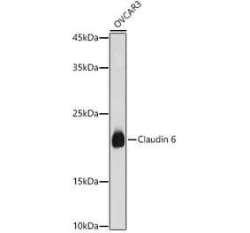 Western Blot - Anti-Claudin 6 Antibody (A308664) - Antibodies.com