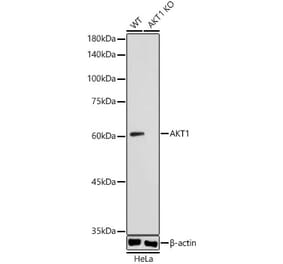 Western Blot - Anti-AKT1 Antibody (A308666) - Antibodies.com