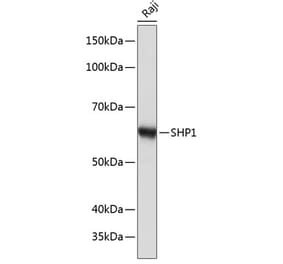 Western Blot - Anti-SHP1 Antibody [ARC0295] (A308671) - Antibodies.com