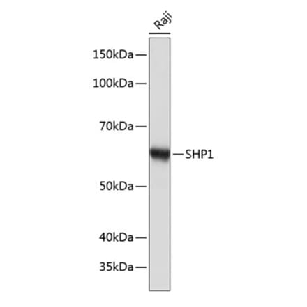 Western Blot - Anti-SHP1 Antibody [ARC0295] (A308671) - Antibodies.com