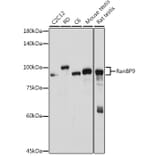Western Blot - Anti-RanBP9 Antibody [ARC2397] (A308677) - Antibodies.com