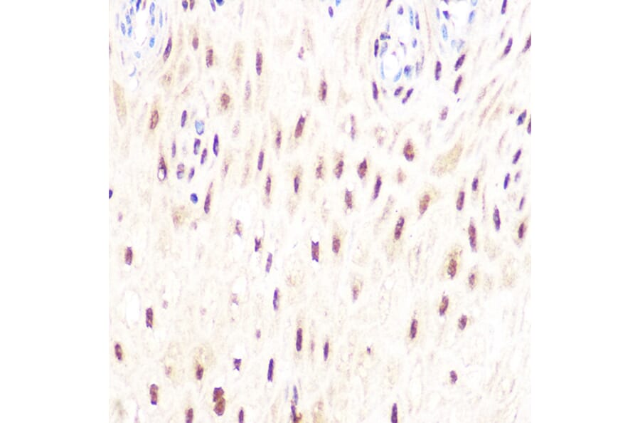 Immunohistochemistry - Anti-DP1 Antibody [ARC1202] (A308679) - Antibodies.com