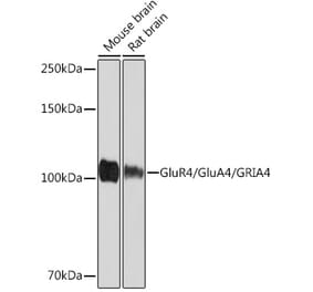 Western Blot - Anti-GluA4 Antibody [ARC1045] (A308681) - Antibodies.com