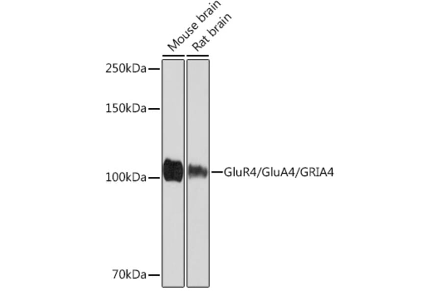 Western Blot - Anti-GluA4 Antibody [ARC1045] (A308681) - Antibodies.com