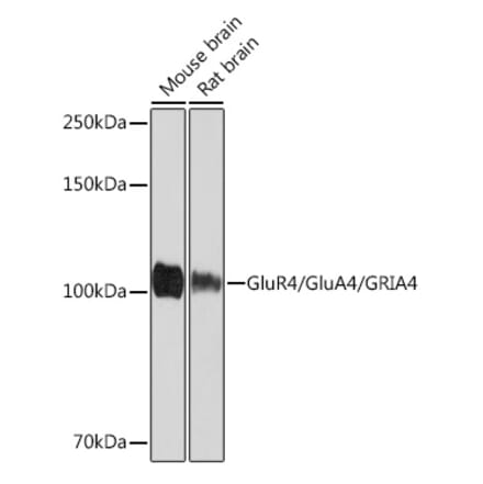 Western Blot - Anti-GluA4 Antibody [ARC1045] (A308681) - Antibodies.com