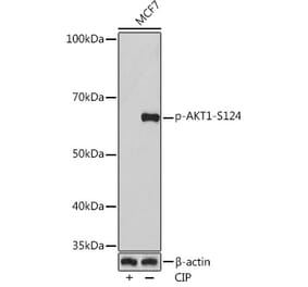 Western Blot - Anti-AKT1 (phospho Ser124) Antibody (A308682) - Antibodies.com