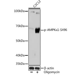 Western Blot - Anti-AMPK alpha 1 (phospho Ser496) Antibody [ARC1547] (A308684) - Antibodies.com