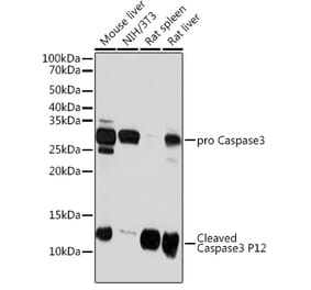 Western Blot - Anti-Caspase-3 Antibody [ARC0143] (A308685) - Antibodies.com