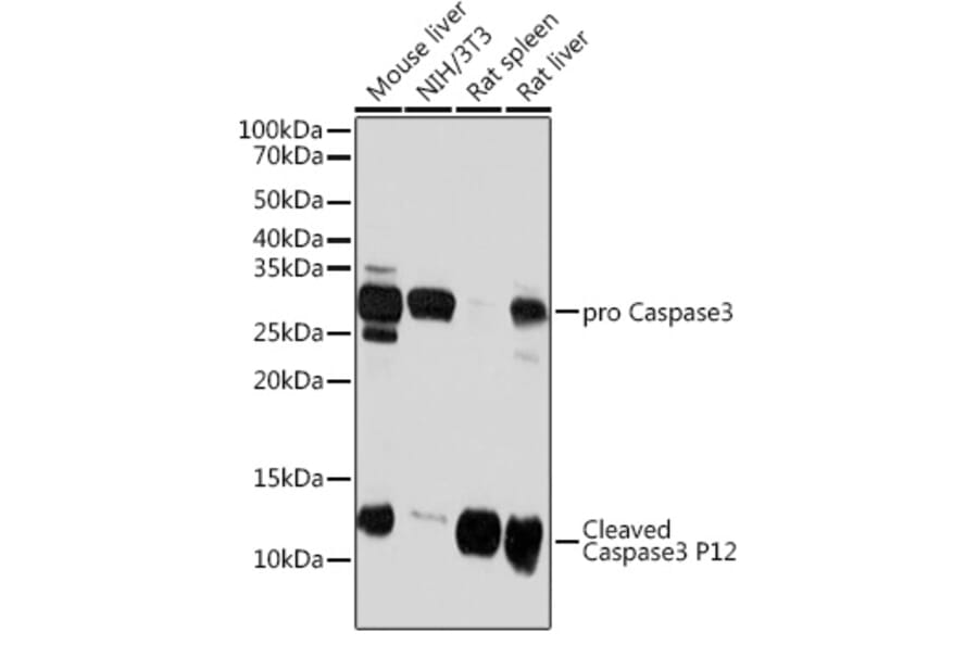 Western Blot - Anti-Caspase-3 Antibody [ARC0143] (A308685) - Antibodies.com