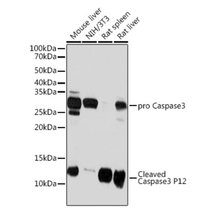 Western Blot - Anti-Caspase-3 Antibody [ARC0143] (A308685) - Antibodies.com