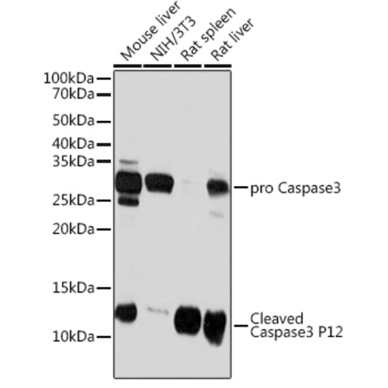 Western Blot - Anti-Caspase-3 Antibody [ARC0143] (A308685) - Antibodies.com