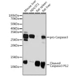 Western Blot - Anti-Caspase-3 Antibody [ARC0143] (A308685) - Antibodies.com