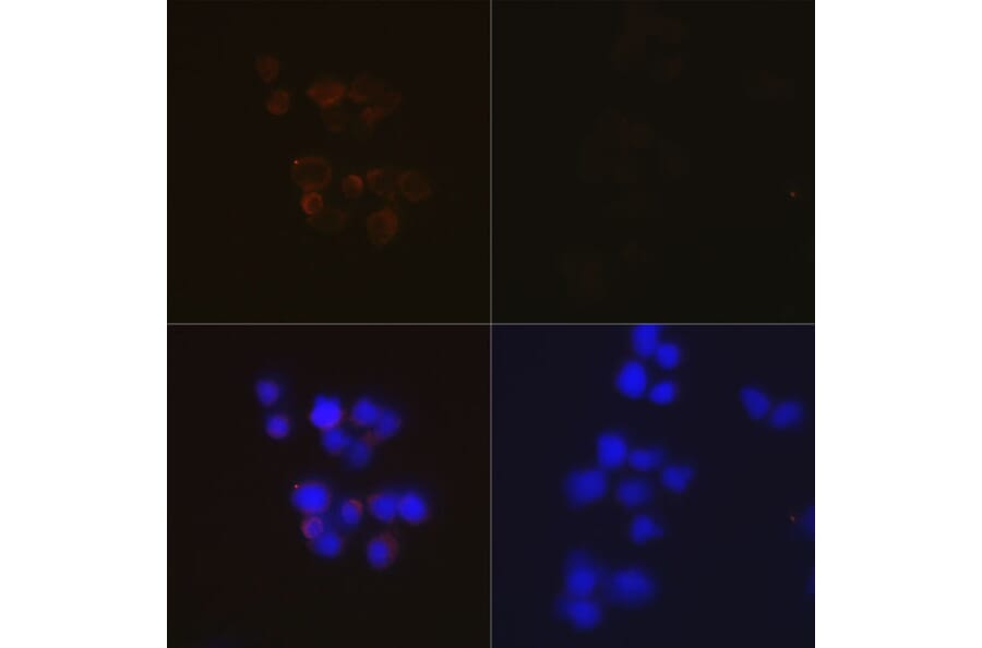 Immunofluorescence - Anti-Caspase-3 Antibody [ARC0143] (A308685) - Antibodies.com