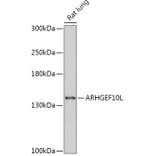 Western Blot - Anti-ARHGEF10L Antibody (A308692) - Antibodies.com