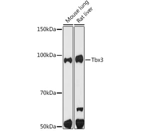 Western Blot - Anti-Tbx3 Antibody [ARC1677] (A308695) - Antibodies.com