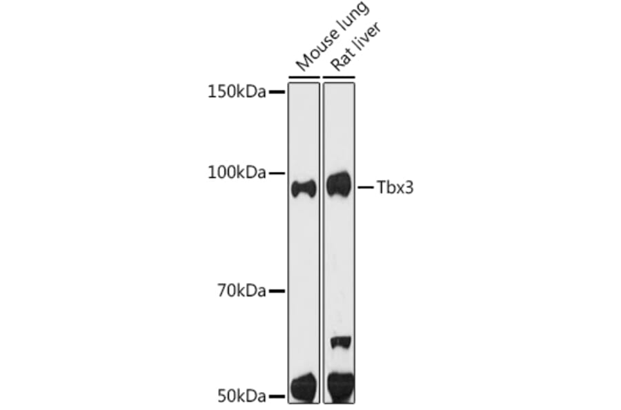 Western Blot - Anti-Tbx3 Antibody [ARC1677] (A308695) - Antibodies.com