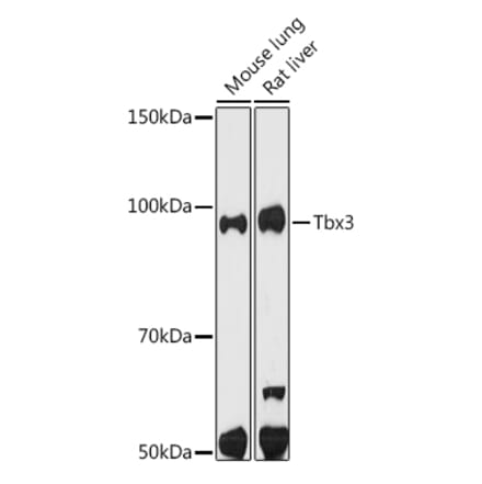 Western Blot - Anti-Tbx3 Antibody [ARC1677] (A308695) - Antibodies.com