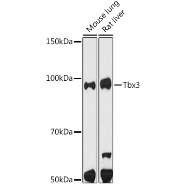 Western Blot - Anti-Tbx3 Antibody [ARC1677] (A308695) - Antibodies.com