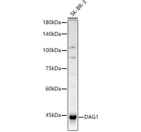 Western Blot - Anti-DAG1 Antibody (A308698) - Antibodies.com