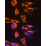 Immunofluorescence - Anti-DAG1 Antibody (A308698) - Antibodies.com