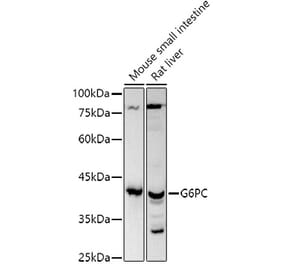 Western Blot - Anti-G-6-Pase Antibody (A308699) - Antibodies.com