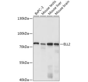 Western Blot - Anti-ELL2 Antibody (A308700) - Antibodies.com